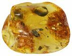 Fossil Ant (Formicidae) In Baltic Amber #45158-2